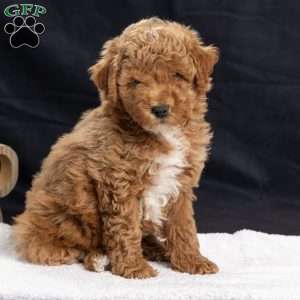 Pam, Miniature Poodle Puppy